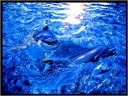 Delfiny, Błękitna, Woda